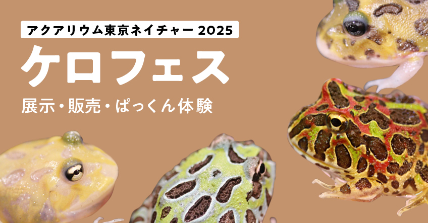 ツノガエルパックン体験