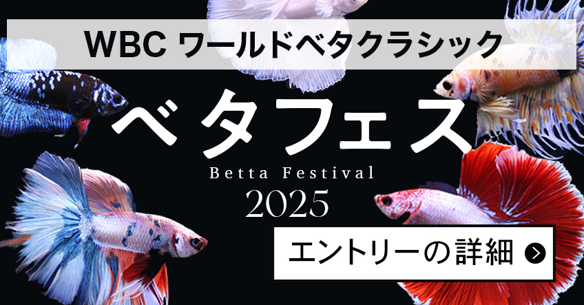 ベタコンテストのエントリー